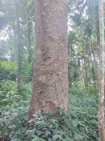 # ബിഗ് സൈസ് കരിന്തകര ആവശ്യക്കാർ ഉണ്ടെങ്കിൽ ബന്ധപ്പെടുക8848292113
Tvm