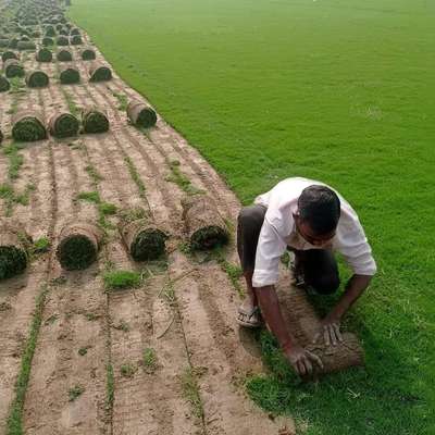 Carpet Grass
 #Grasscarpet  #LandscapeGarden  #vertical_garden  #landscapegardening