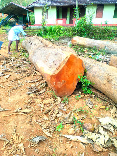 RAW MATERIAL SELECTION 

ANJILY WOOD