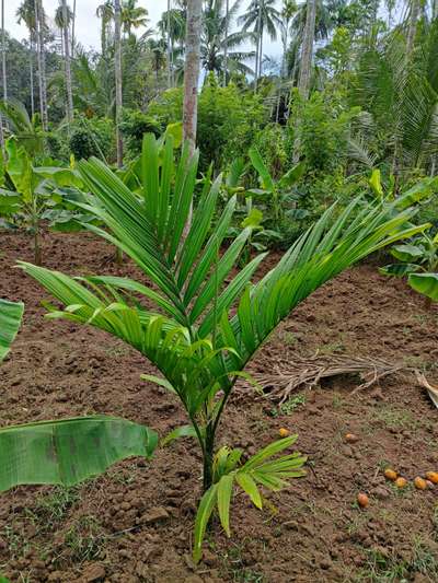 palm trees 1 year old