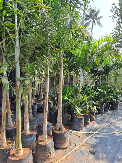 Foxtail, Kentia and Supari Palm available at Quilon Nursery(kollam)
Contact 9778677277
 #kentiapalm  #suparipalm  #foxtailpalm #kerala #garden #plants