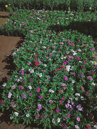 Dayanthus flowering plant