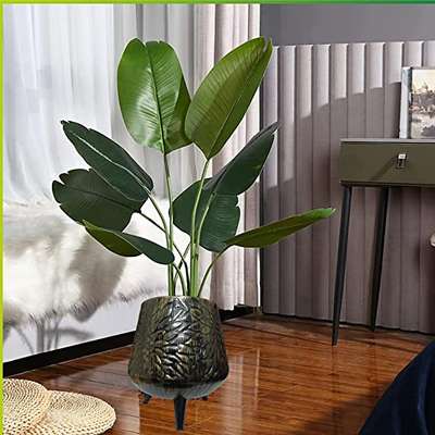 Indoor Air Purifying plants for a healthy fresh breathe