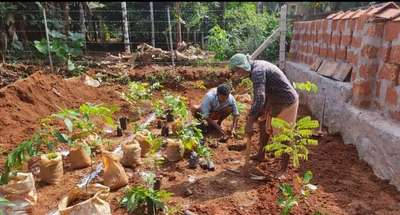 മൺ വീടിന് മുൻപിൽ വനവൽക്കരണം