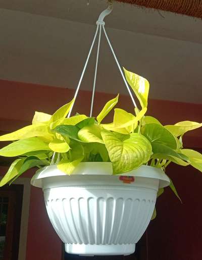 hanging pots 

9946455152