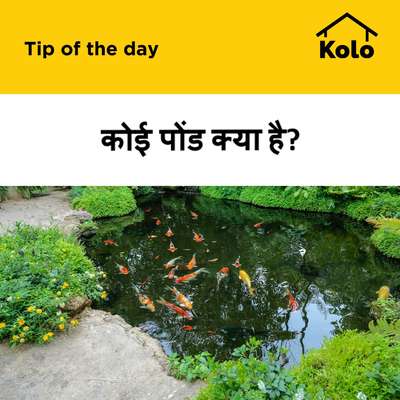 कोई पोंड क्या है?
#koipond  #koipondsetting  #koifish  #koi  #pond  #tips