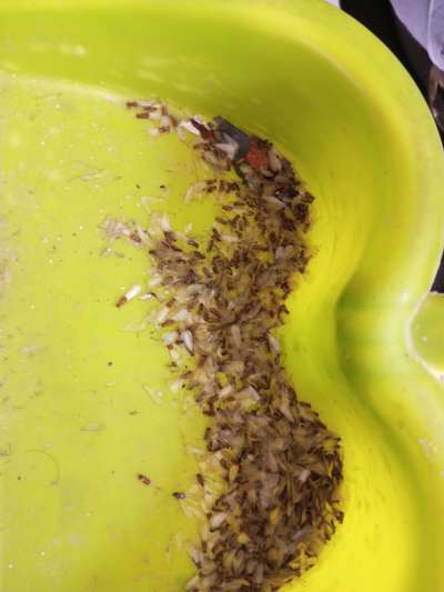 *termite treatment*
if area is less then 1000 sqrf than 400/- charge add on service