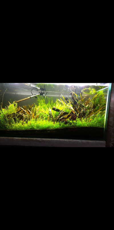 #aquascape  #lowcoast  #aquariumplants