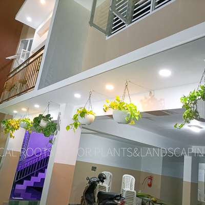 Hanging Pots #satin pothis #neon pothos #tropixal roots decor plants and landscaping