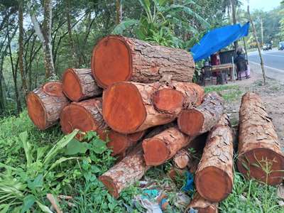 നല്ല പഴക്കമുള്ള വിളവുള്ള മഹാഗണി വിൽപ്പനയ്ക്ക് ആവശ്യക്കാർ വിളിക്കുക TVM. 9/4.oo. 76/73/5/7