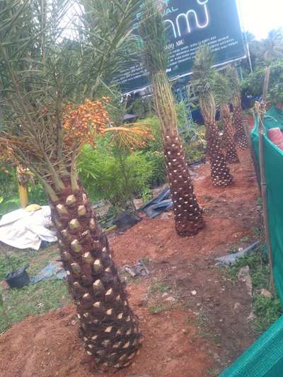 contact  us for date palm 
all over kerala services 7356598678  # garden, landscape