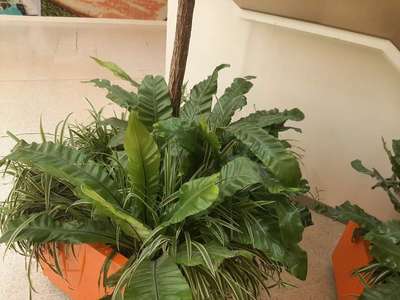 Indoor plants @ Memory stones Kollam