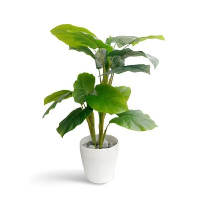 Lustrova Decors
calicut
 #artificialplant

.
.
.

 #artificialwallplants  #artificialplants 
 #plasticplant 
 #artificialgrass  #wallplants  #pots  #ceramicpots