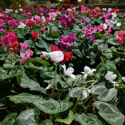 #IndoorPlants 
#cyclomen
#FlowerGarden 
#FlowerGarden 
#flowerdesigns 
#LandscapeGarden 
#GardeningIdeas 
#www.gardensofkerala.com