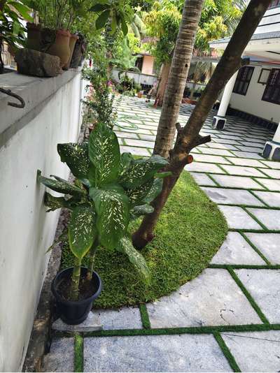 #PearlGrass #banglorestone