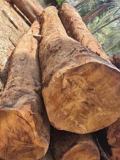 VENGHA  


 #wood  #pilavu  #theak  #veetiwood
