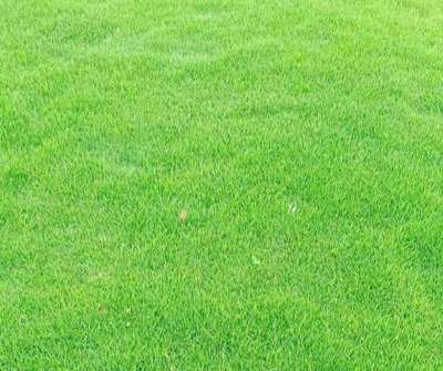 available all type of garden Grass