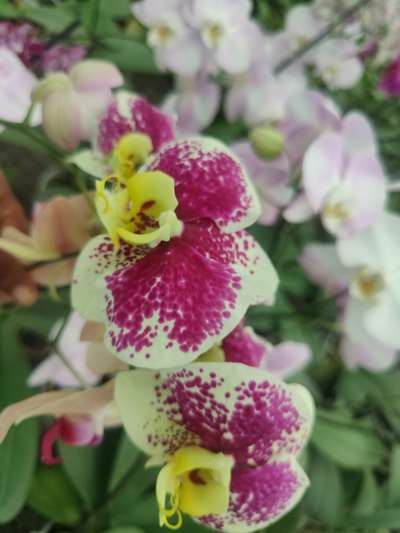 #phenalopsysorchids 
#orchiddesigns 
#IndoorPlants 
#www.gardensogkerala.com
#keralagardens
#kilimanoorgardens
#trivandrumgardens