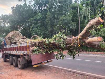 tree transplanting