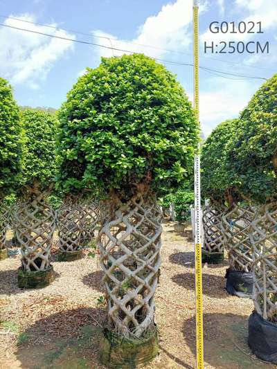 bonsai topiary plants available @ag