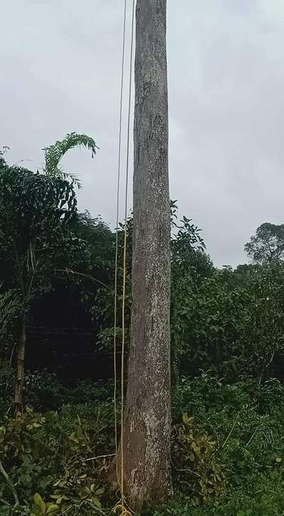 Big സൈസ് ആഞ്ഞിലി പ്ലാവ്
നല്ല പഴക്കവും ഉറപ്പും  ഉള്ള വീട് നിർമ്മാണത്തിന് ഉത്തമമായ  നല്ല ക്വാളിറ്റിയുള്ള ആഞ്ഞിലിയും പ്ലാവും
ആവശ്യക്കാർ വിളിക്കുക
മൊത്തമായും ചില്ലറയായും കൊടുക്കപ്പെടും
TVM
8848292113

9526907118