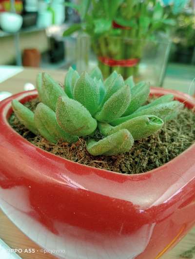 #IndoorPlants  #SucculentGarden  #tabletops  #cermic  #ceramicpots  #heart  #airpurifier  #manymore