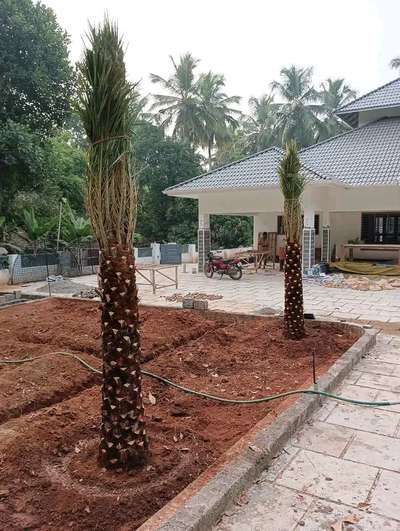 Date palm planting @ Pattambi
#datepalm #palm #LandscapeDesign #LandscapeGarden #gardendesigner #sweethome #HomeDecor #DecorIdeas