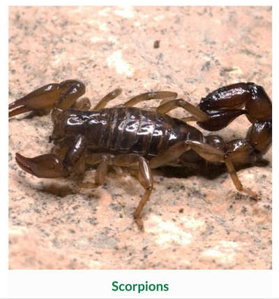 #scorpions control 🦂
