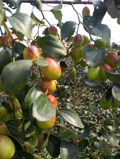 Kashmiri bear apple red plant available @Abiya Garden