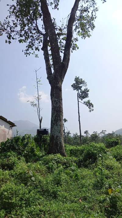 90" നല്ല പഴക്കമുള്ള ആഞ്ഞിലി ആവശ്യക്കാർ ബന്ധപ്പെടുക(TVM)
8848.292113