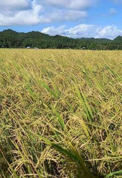 dhaan ka khet