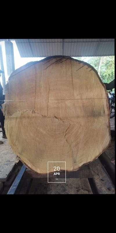 Anjili wood  #100inchAnjily