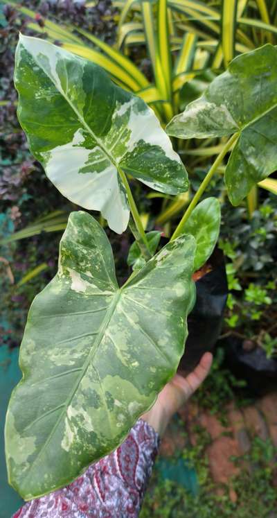 variegated alocasia macrorrhiza #plantlove  #kerala  #varietyplants