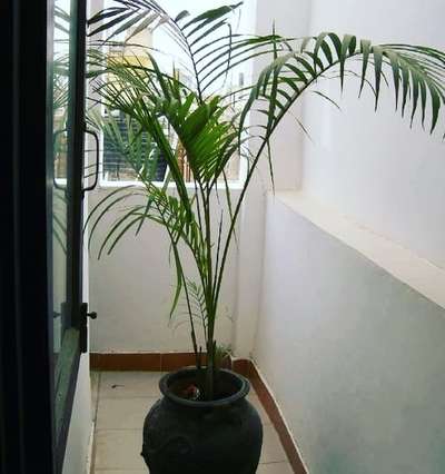 Areca palm with planter 

Residential project in Gurugram