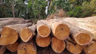 Best Quality Teak log