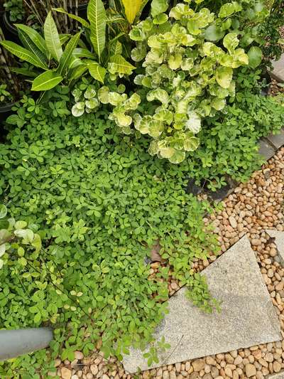#LandscapeIdeas  #GardeningIdeas