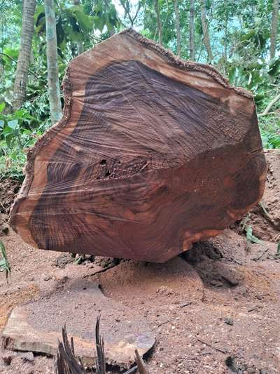 നല്ല പഴക്കമുള്ള വിളവുള്ള കോളിറ്റിയുള്ള ഈട്ടി വിൽപ്പനയ്ക്ക് ആവശ്യക്കാർ ഉണ്ടെങ്കിൽ ബന്ധപ്പെടുകTrivandrum