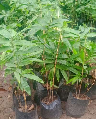 #NewGoldenBamboo
#goldenbamboo 
#mulamoottilgardens 
#nilamel #kilimanoor
#9605630061
#LandscapeGarden #RockGarden