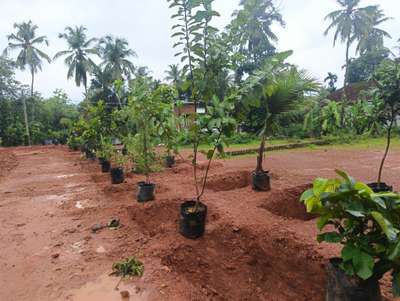 Fruit Gardening and Tree Plantation in Ponnani Malappuram Kerala India.

 #plant_nursery_in_india
 #plant_nursery_in_ kerala
 #plant_nursery_in_malappuram
 #nellickal_nursery   #anish_nellickal  #ponnani