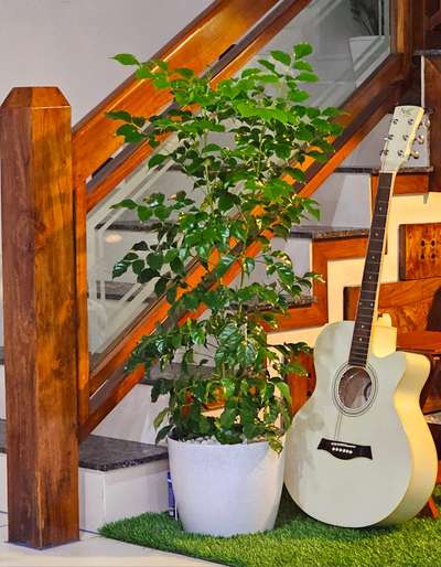 indoor  #outdoorplant