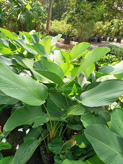 calathea lutia for the tropical effect garden#tropical roots landscaping, kochi, 9747927921,9074983788