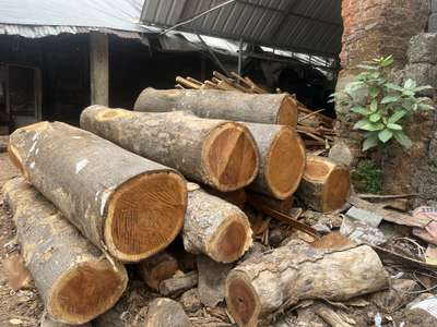 Anjili wood
 #anjili