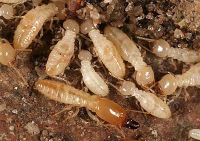 #termite Control..Protect your home from a silent Destroyer
Pre construction & Post Construction
contact -8089618518
