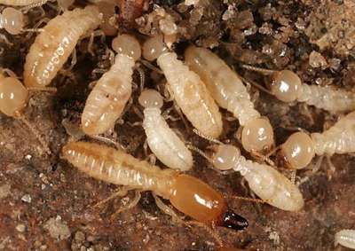 #termite Control..Protect your home from a silent Destroyer
Pre construction & Post Construction
contact -8089618518