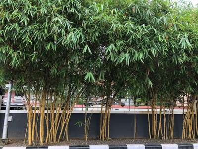 #goldenbamboo  #LandscapeIdeas  #LandscapeGarden  #nursery  #supplier