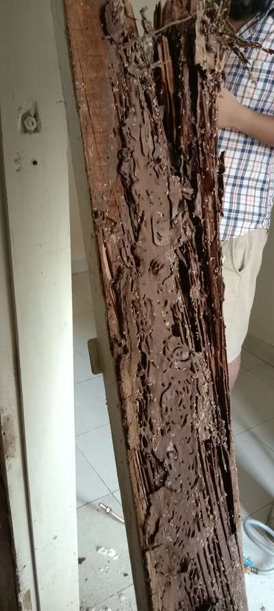 Termite treatment in gurgaon



call now 9899585370