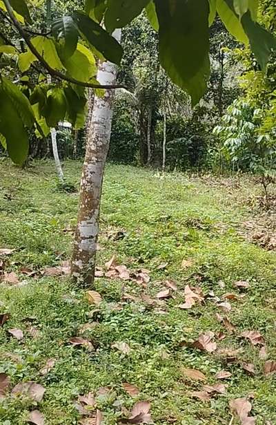 site