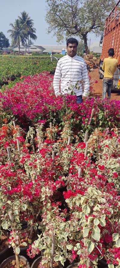 #bougainville