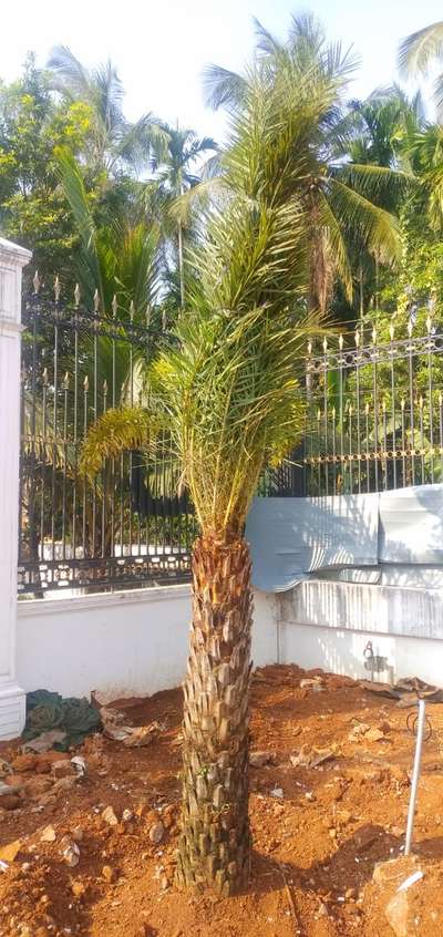 date palm 
 #GardeningIdeas  #LandscapeGarden  #HomeDecor