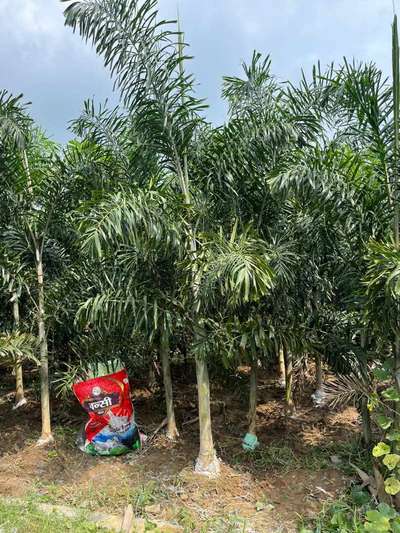 Foxtail Palm Available
 #LandscapeGarden  #Landscape  #NURSERYPLANNER  #plantslover  #plants
